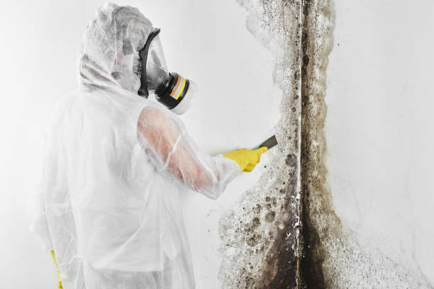 Best Post-Flood Mold Remediation in Harrisburg, IL