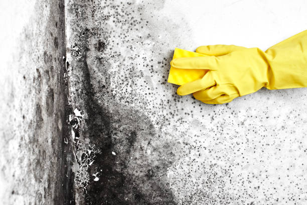 Best Basement Mold Remediation in Harrisburg, IL