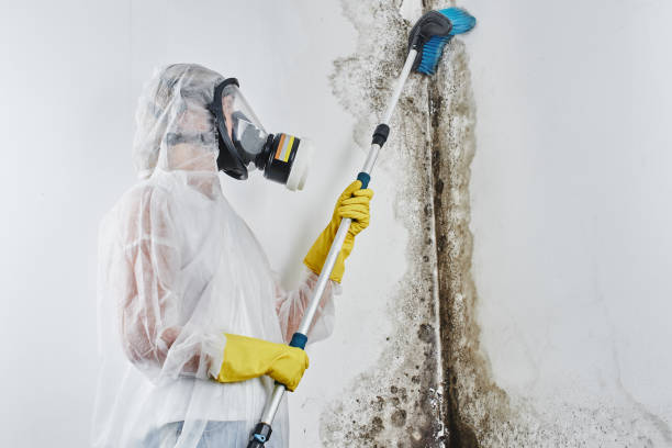 Best Emergency Mold Remediation in Harrisburg, IL
