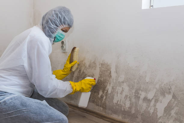 Best Mold Testing and Inspection Services in Harrisburg, IL