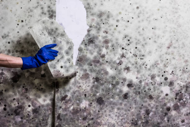 Best Bathroom Mold Remediation in Harrisburg, IL