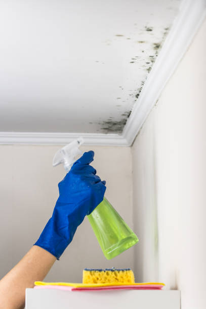 Best Attic Mold Remediation in Harrisburg, IL