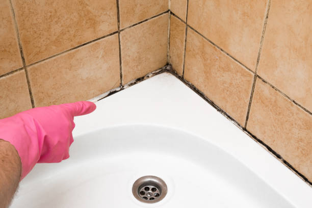 Best Black Mold Remediation in Harrisburg, IL