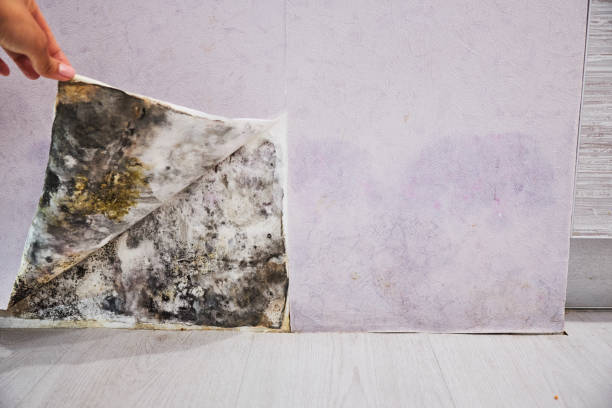 Trusted Harrisburg, IL Mold Remediation Experts